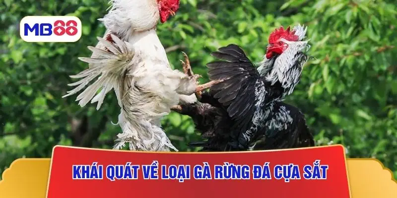 Khái quát về loại gà rừng đá cựa sắt