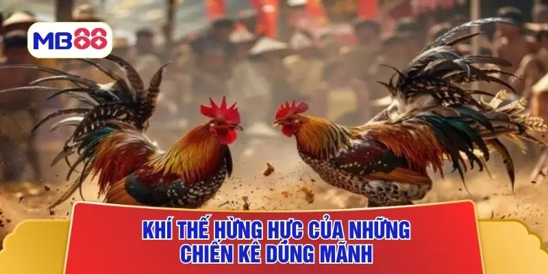 Khí thế hừng hực của những chiến kê dũng mãnh